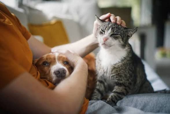 Dog and Cat playing