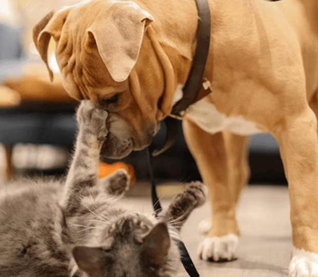 Dog and Cat playing