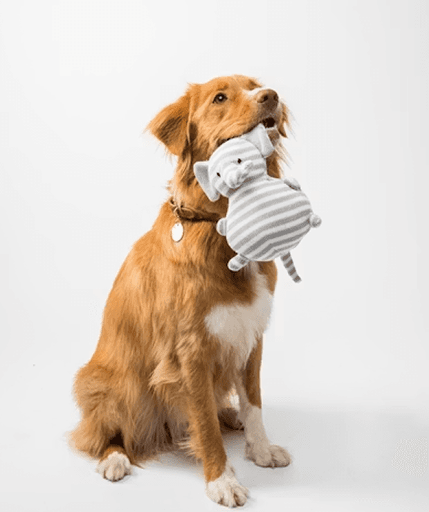 Dog carrying a toy