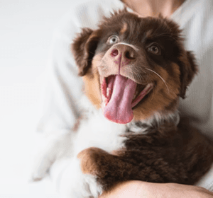 Dog with Human